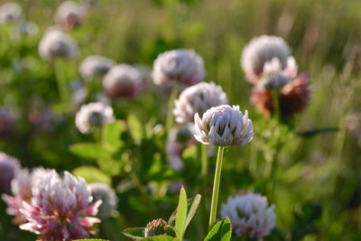 Close-up of white flowering plants on field