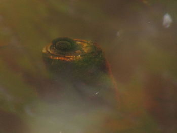 Close-up of turtle in sea