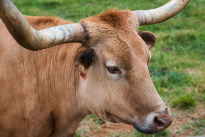 Close-up of cow