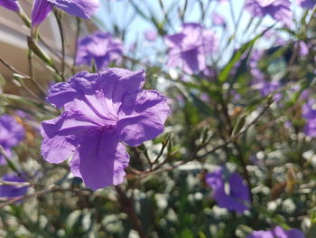 Close-up of purple flowers