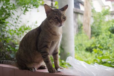 Portrait of a cat