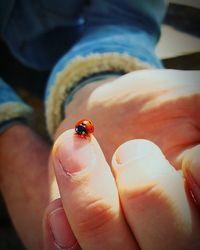 Close-up of a ladybug on finger