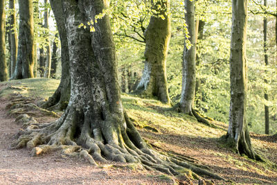 Trees in forest