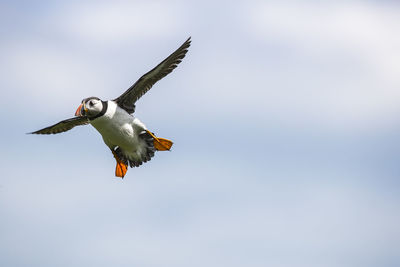 Low angle view of atlantic puffin flying against sky