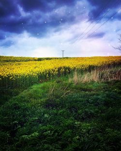 field