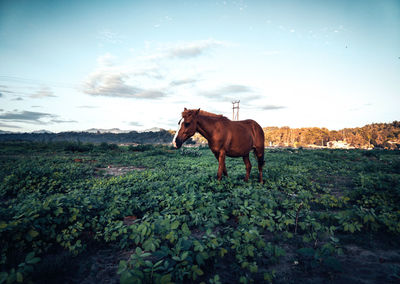 Horse standing in a field