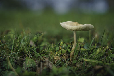 Close-up of mushroom on grass
