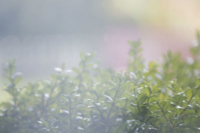 Close-up of plants against blurred background