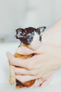 Close-up of hand holding wet kitten