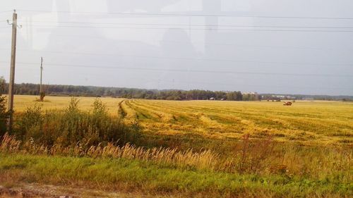 Scenic view of grassy field