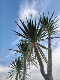 Low angle view of palm tree against sky