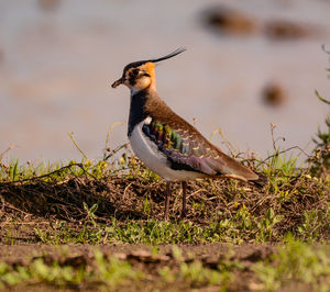 Bird perching on a field