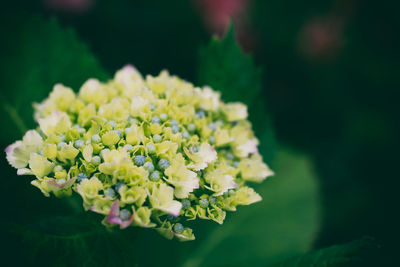 Close-up of flowers