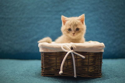 Portrait of kitten in basket