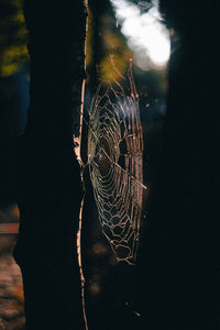 Close-up of spider on web