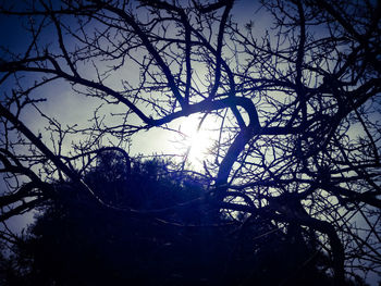 Low angle view of silhouette bare trees against sky