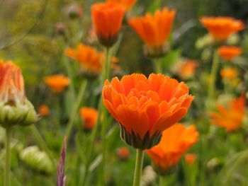 Close-up of orange flowering plants on field