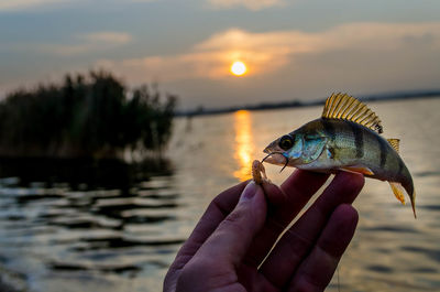 Cropped hand holding fish in hook against lake during sunset