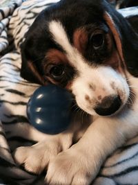 Close-up portrait of puppy