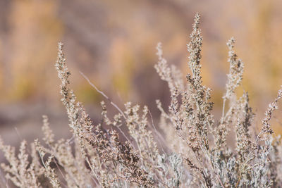 Close-up of plants on field