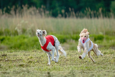 Saluki dogs in red and white shirts running and chasing lure in the field on coursing competition