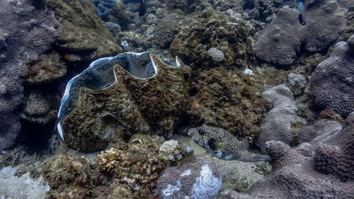 View of coral in sea