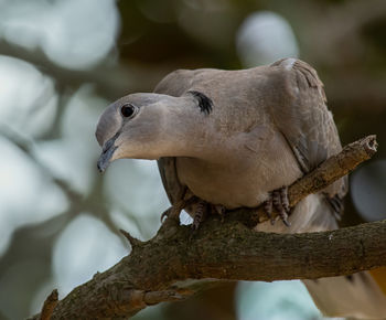 Close-up of dove perching on branch