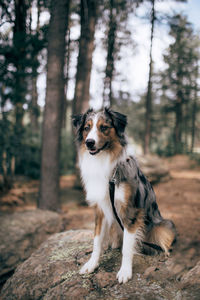 Portrait of dog in forest