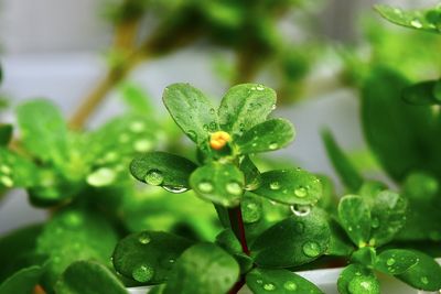 Close-up of raindrops on plant
