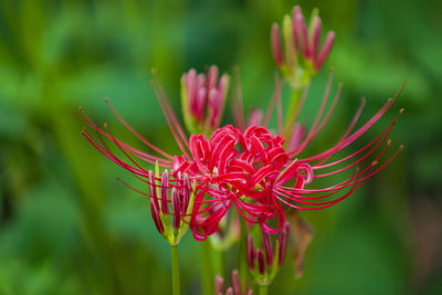 Close-up of pink flower