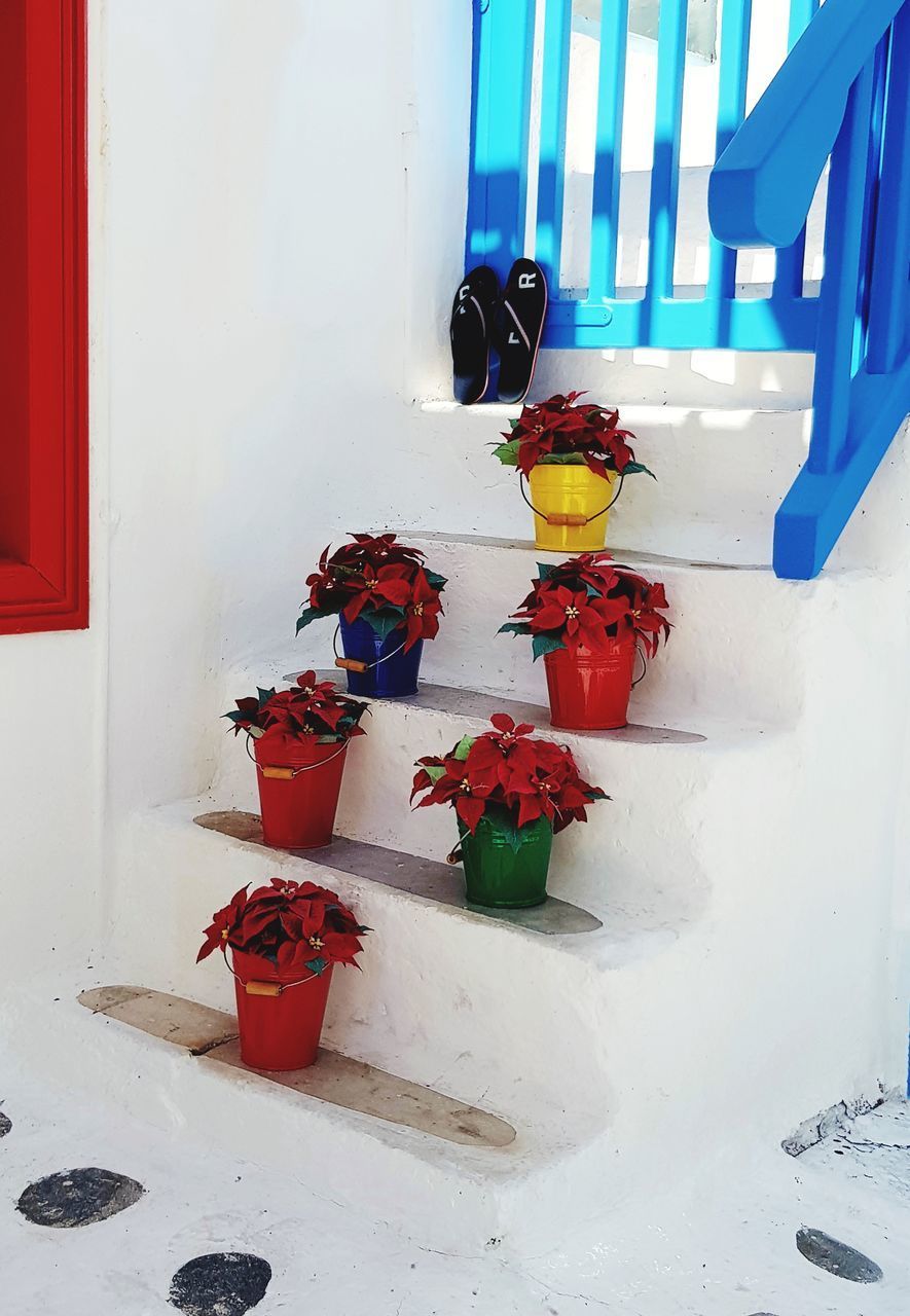 POTTED PLANTS ON WINDOW SILL