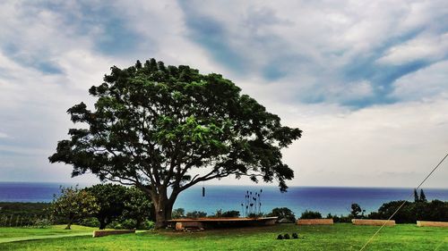 Trees on field against sky