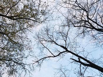 Low angle view of bare tree against sky