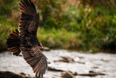 Bird flying over lake