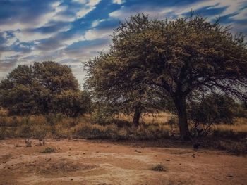 Trees on field against sky
