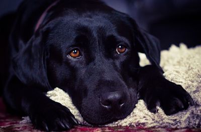 Close-up portrait of black dog lying down