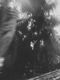 Low angle view of palm trees in forest