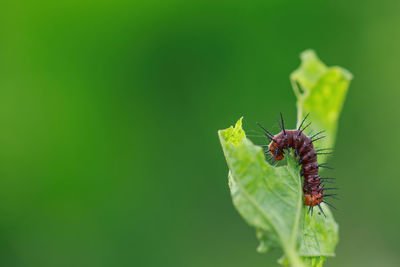 Close-up of insect on leaf