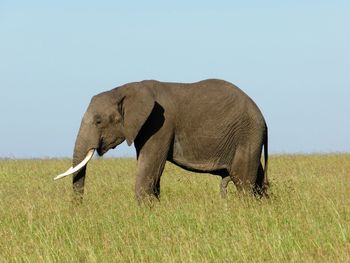 Side view of elephant on field against sky