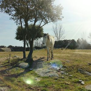 Horse on grassy field