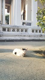 Cat sitting in front of building