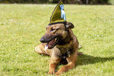 Dog in the garden with hat of montera picona