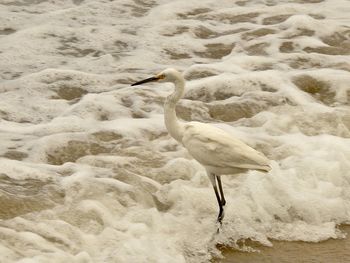 High angle view of bird on beach