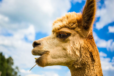 Low angle view of giraffe against sky