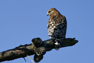 Low angle view of eagle perching on branch against blue sky
