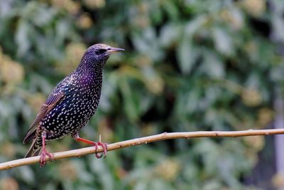 Close-up of starling perching on branch