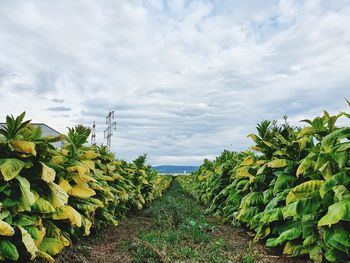 Plants growing on field against sky