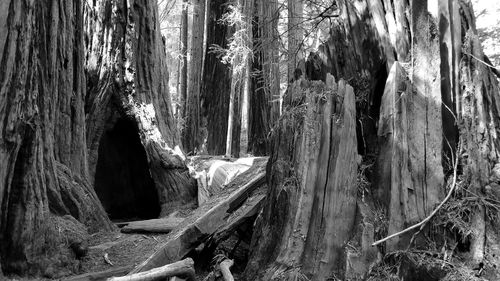 Panoramic view of trees in forest