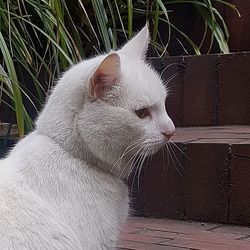 Cat yawning on grass