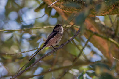 Low angle view of bird perching on branch